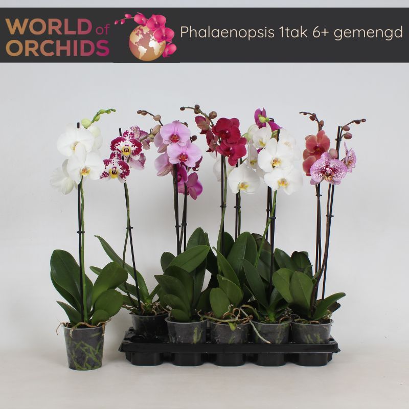 Phalaenopsis Gemengd 1 tak, 6+ Bloem, 55 - 70 cm, D 12