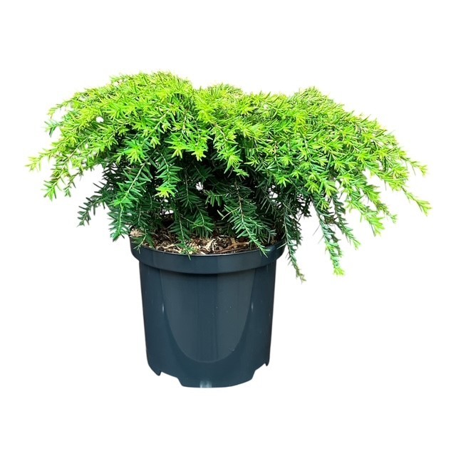 Tsuga c. 'Jeddeloh', D 18