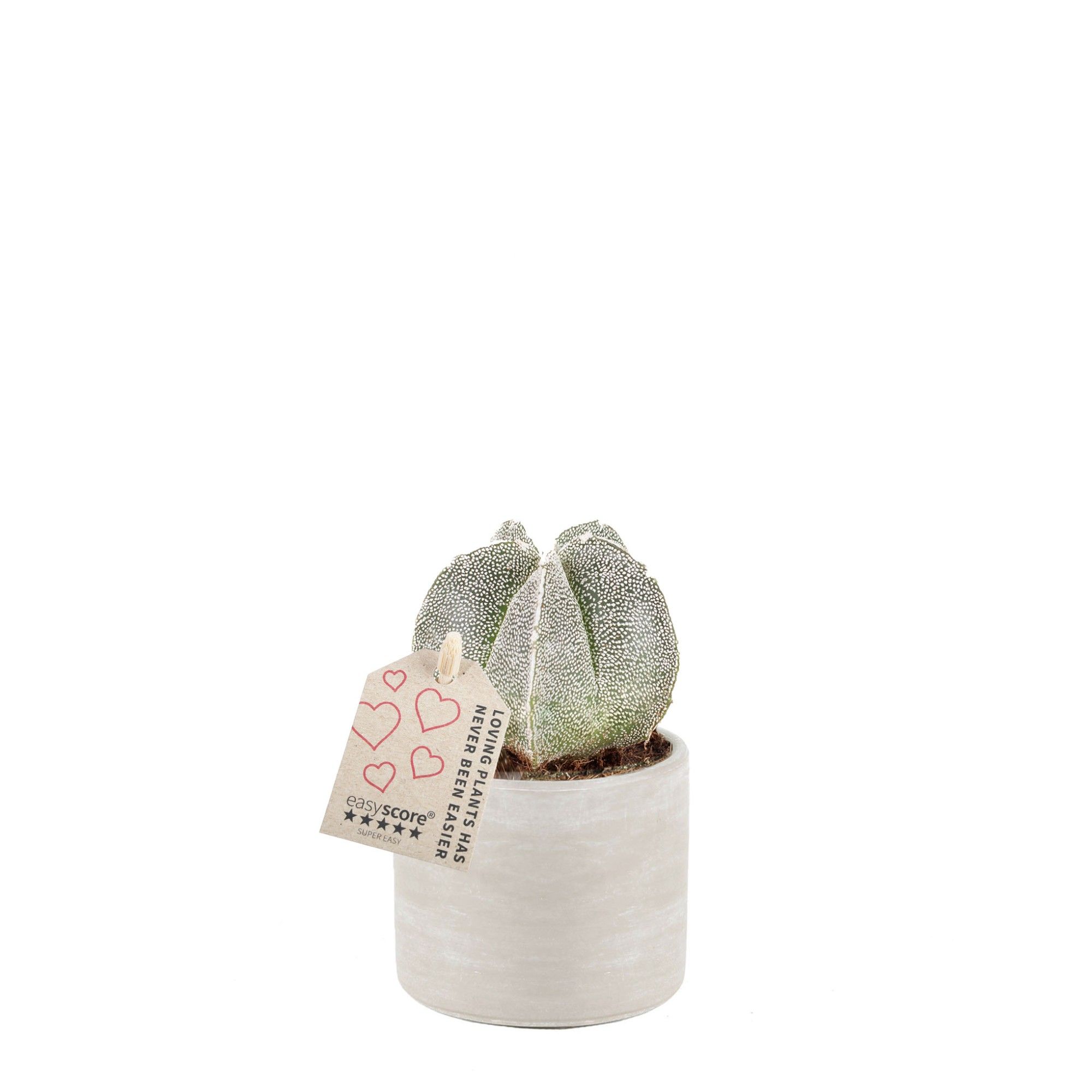 Raw Grey, Cactus, D 7