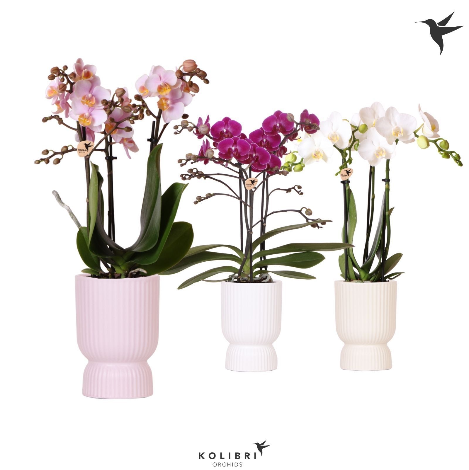 Kolibri Orchids Phalaenopsis mix 3 spike in Diabolo pot, D 9