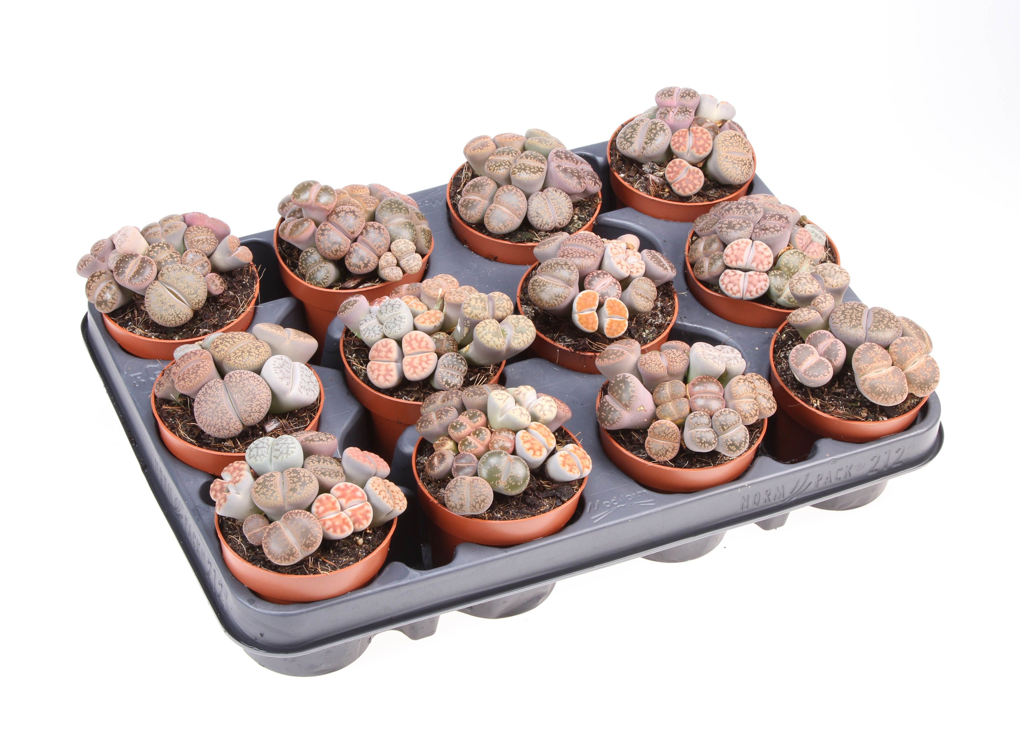 Succulenten Lithops, D 8,5