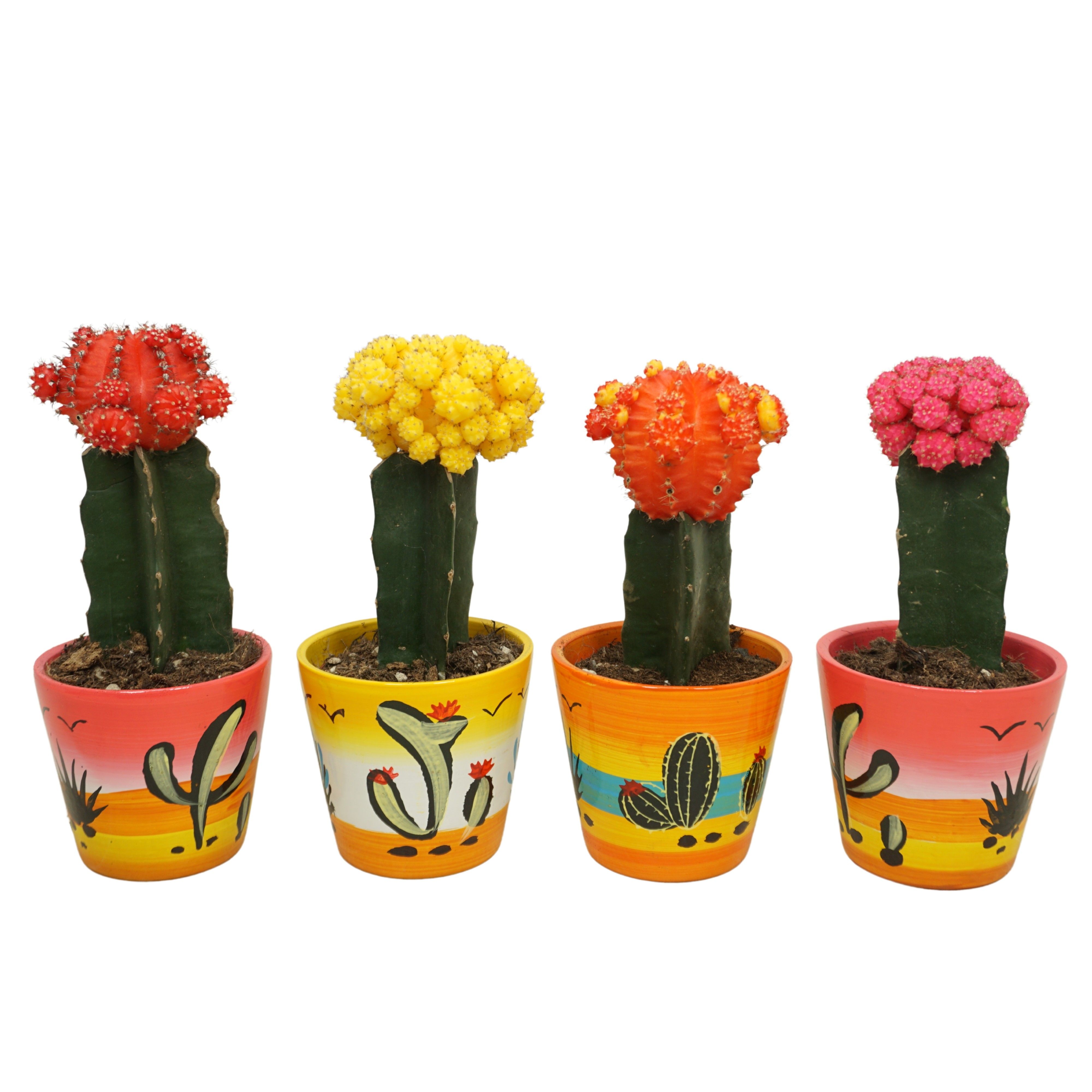 Gymnocalycium geënt mix in 10 cm 'Decorpot', D 8,5 cm