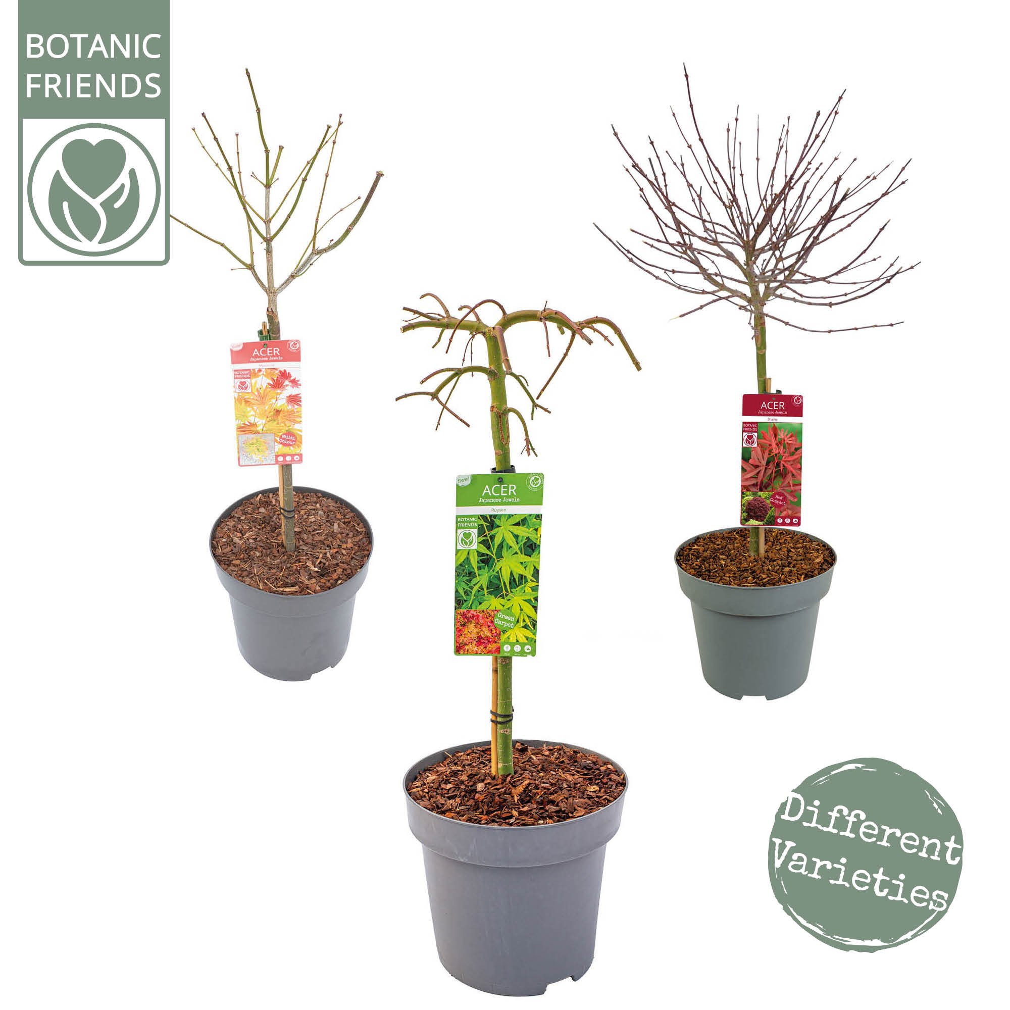 Acer palm. diverse mix C14 laagstam, D 30