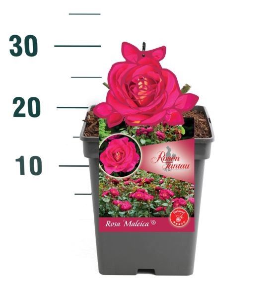 Rosa 'Maleica - Struik - VP5 - Tantau Premium, D 23
