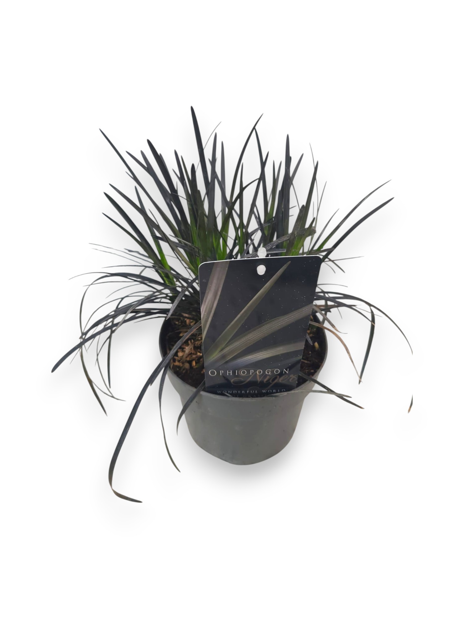 Ophiopogon planiscapus 'Niger' C2/P17, D 17