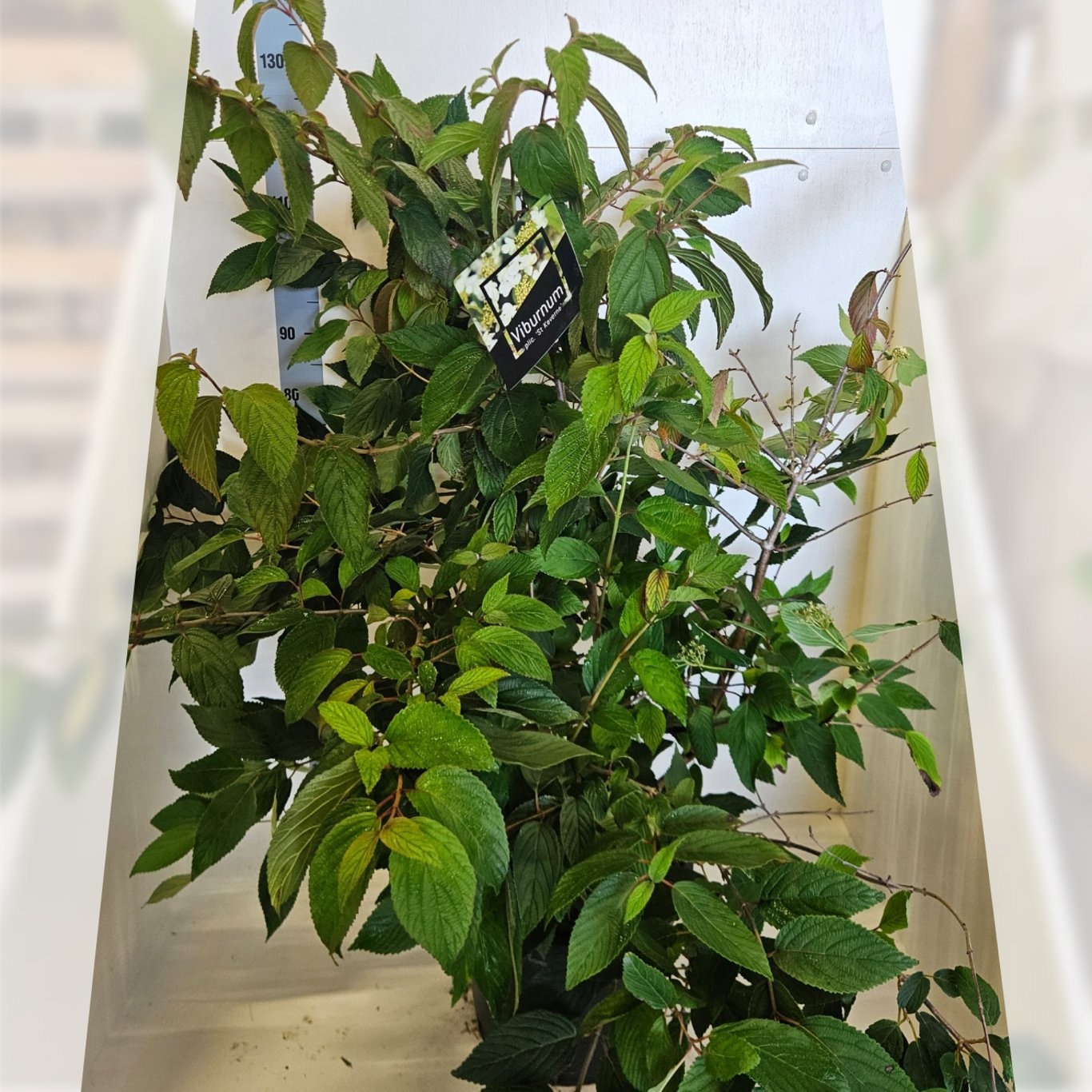 Viburnum plic. 'St Keverne', D 40 cm