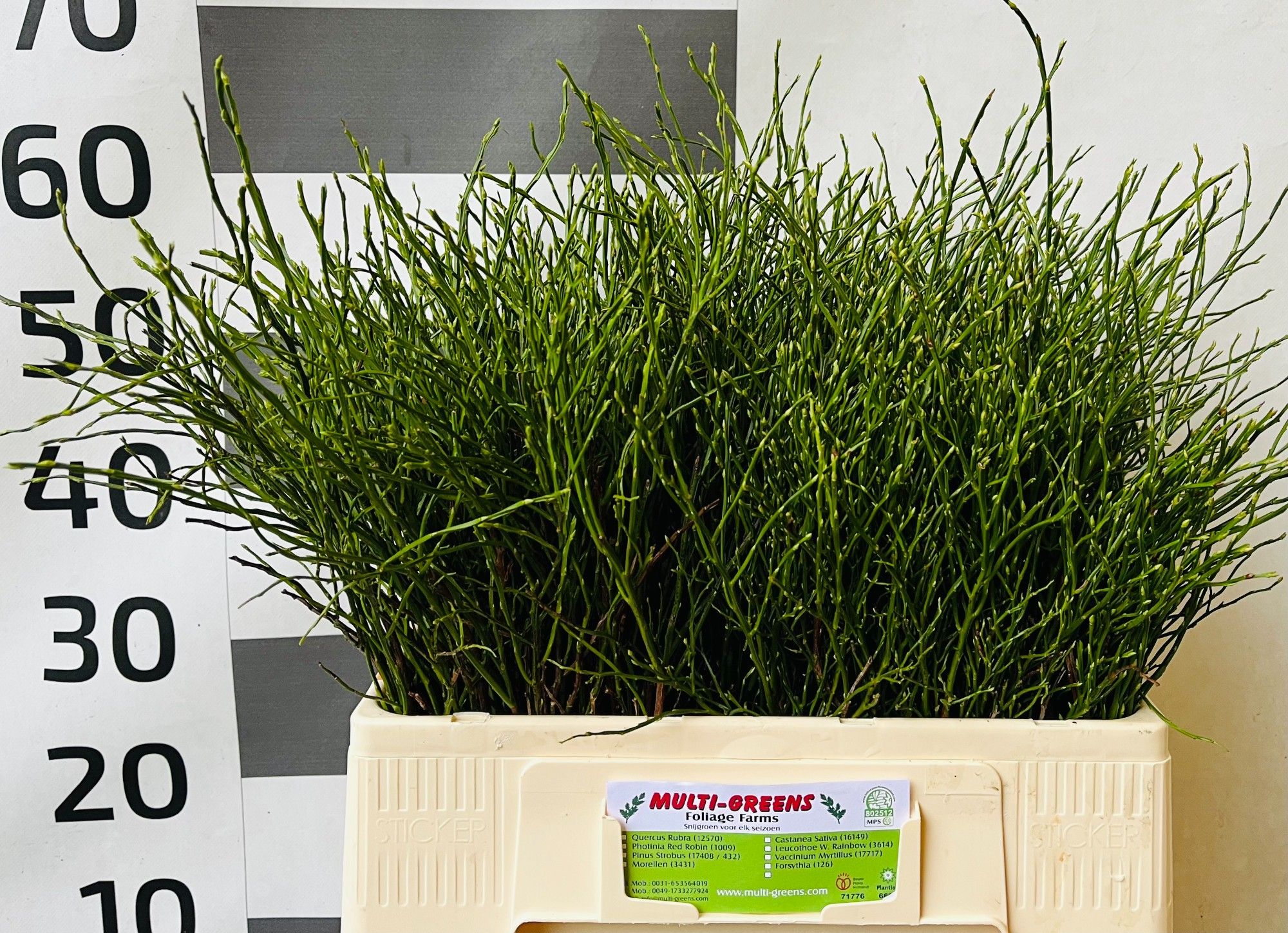 Вациниум Хаклберри 55, шт.