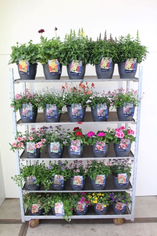 Perkplanten mix, D 23