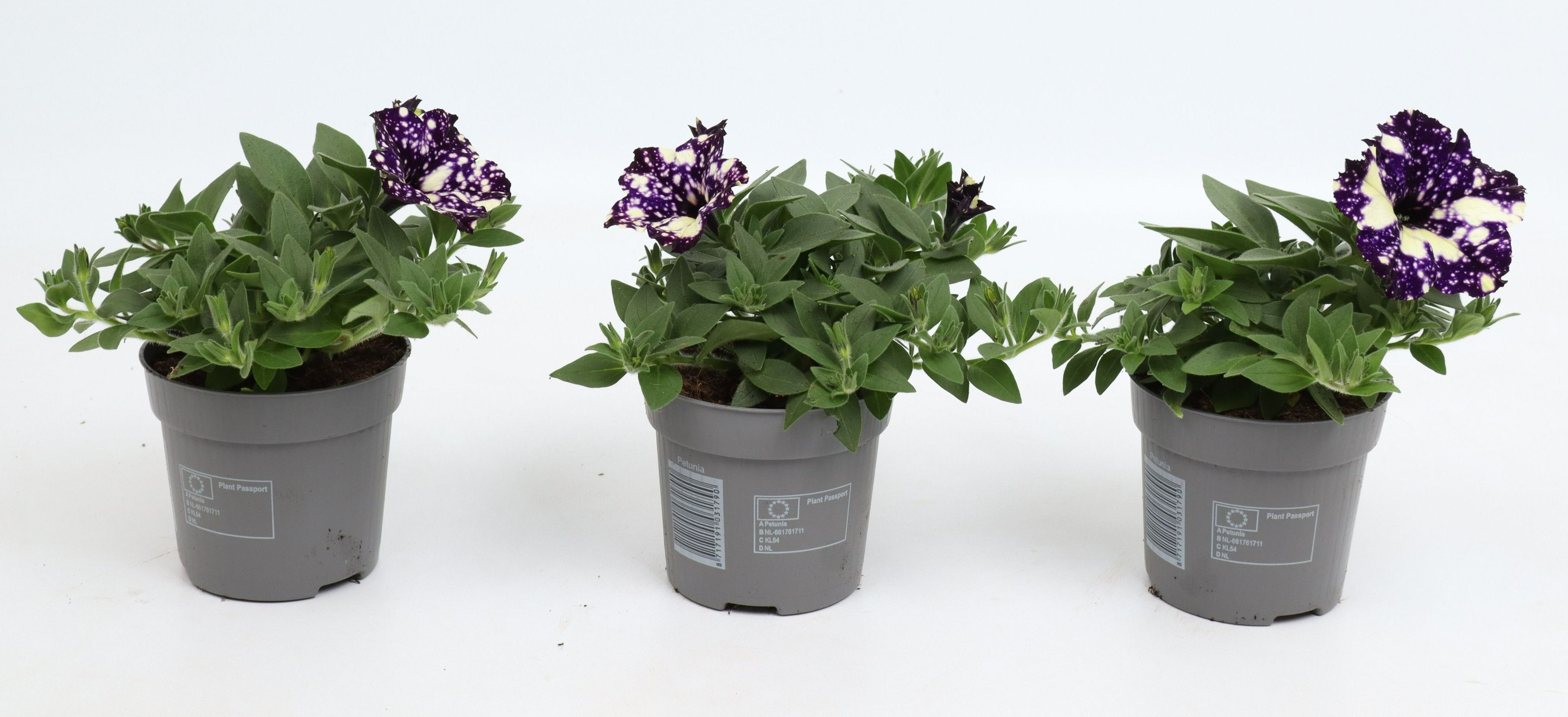Petunia 'Midnight Sky', D 10,5