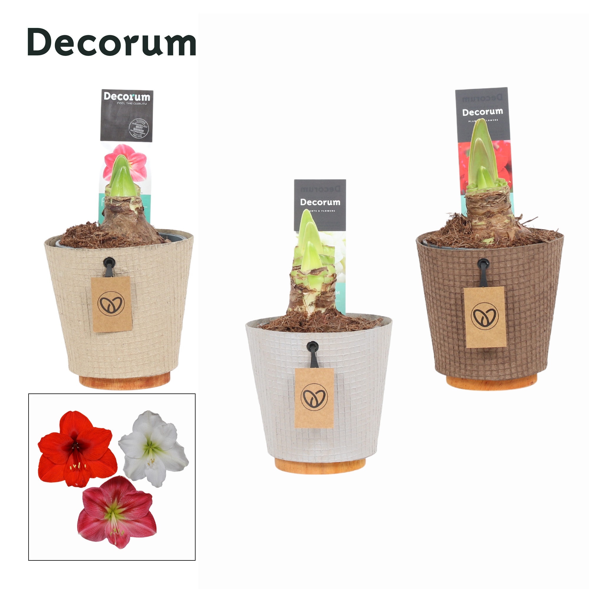 Amaryllis Mix 2 Knop in Ompot Charta ( Decorum), D 12 cm