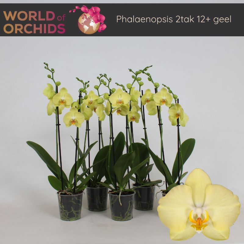 Phalaenopsis Geel 2 Tak, 12+ Bloem,60 cm, D 12