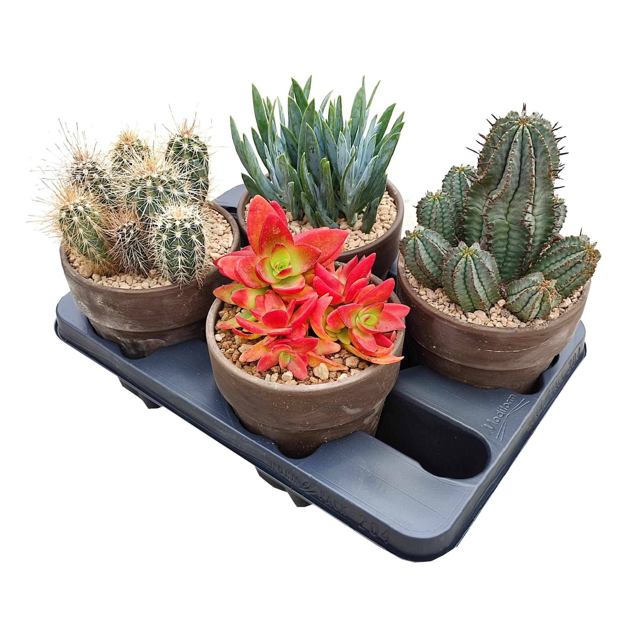 MIX CACTUS AND SUCCULENTS - TERRACOTTA POT Ø 15 - TRAY 4 PCS (CACTUS EN SUCCULENTEN), D 15