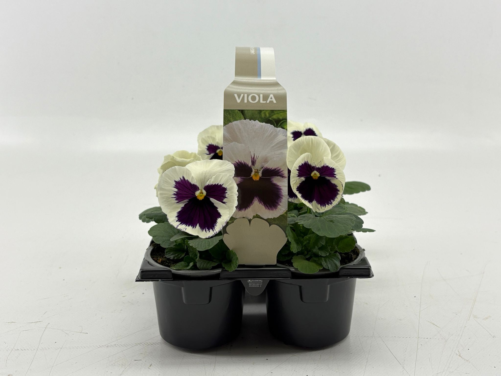 Sixpack Viola F1 White With Blotch, D 9 cm Sixpack Viola F1 White With Blotch, D 9 cm