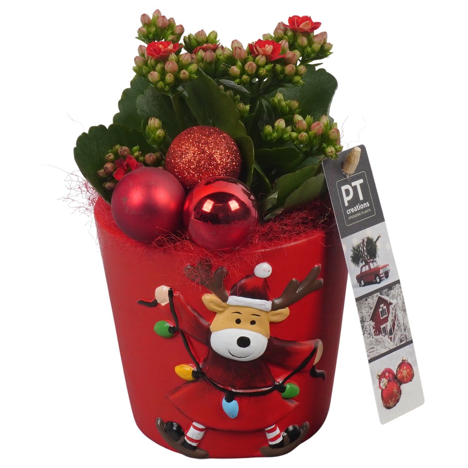 PTCHR7282 Arrangement Christmas Red in keramiek pot, D 11 cm