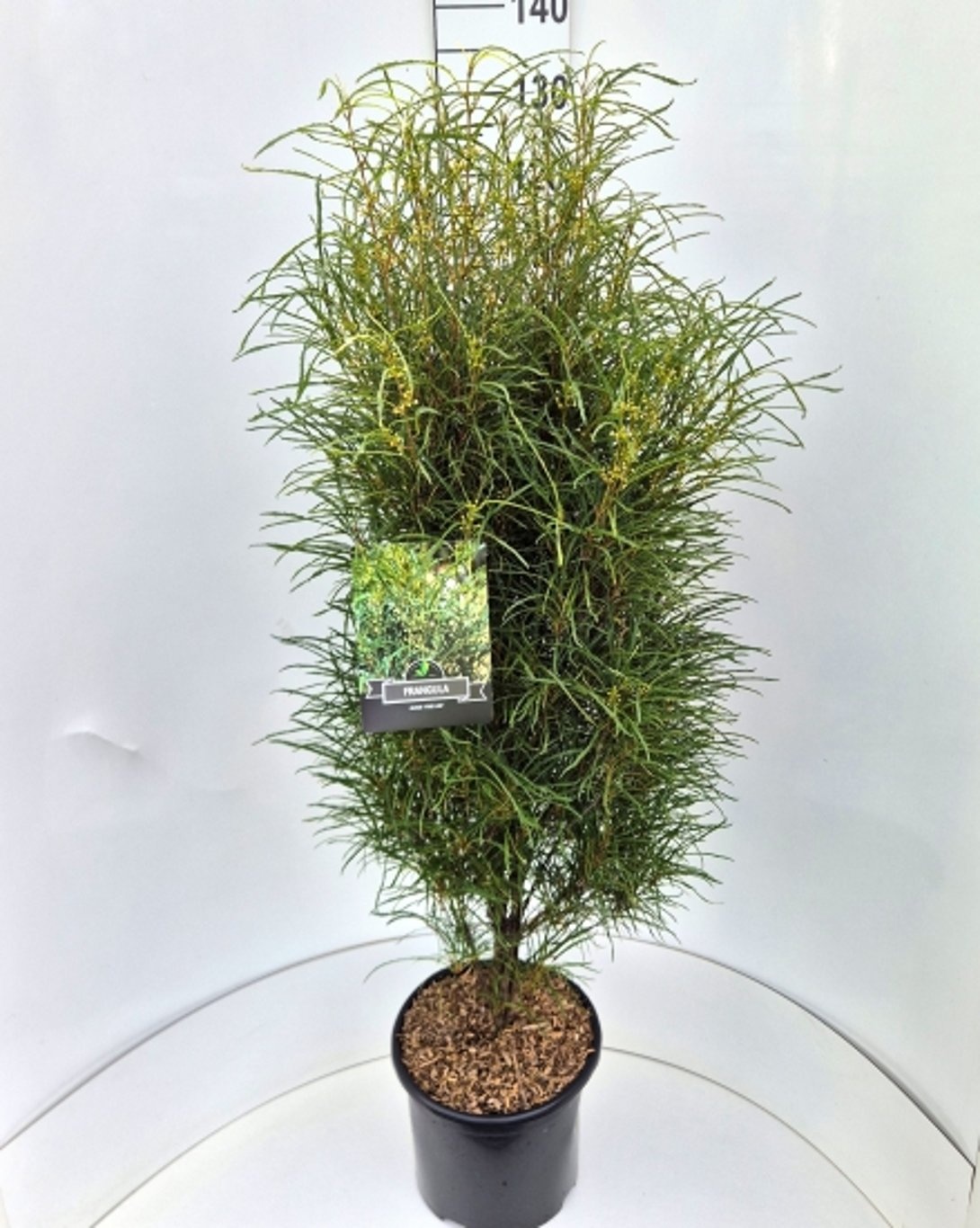 Frangula alnus Fine Line, D 32