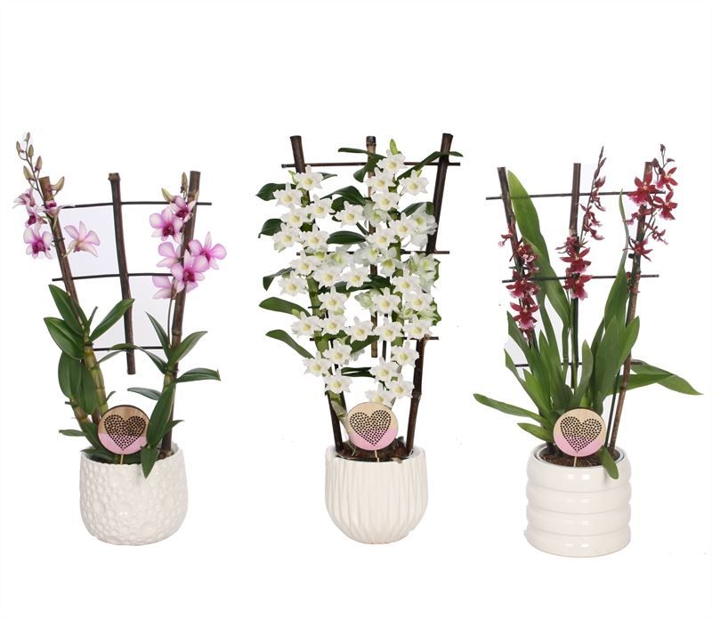 Dolomite p12 White mix Orchideeen op rek mix 2T, D 12