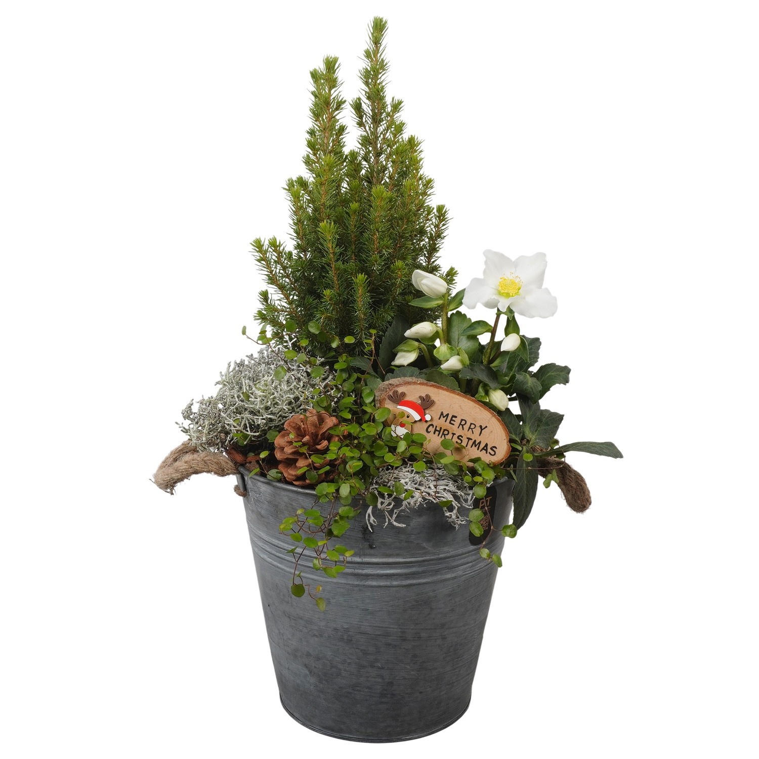 PTCHO5509 Arrangement Christmas Outdoor in metalen pot, D 24