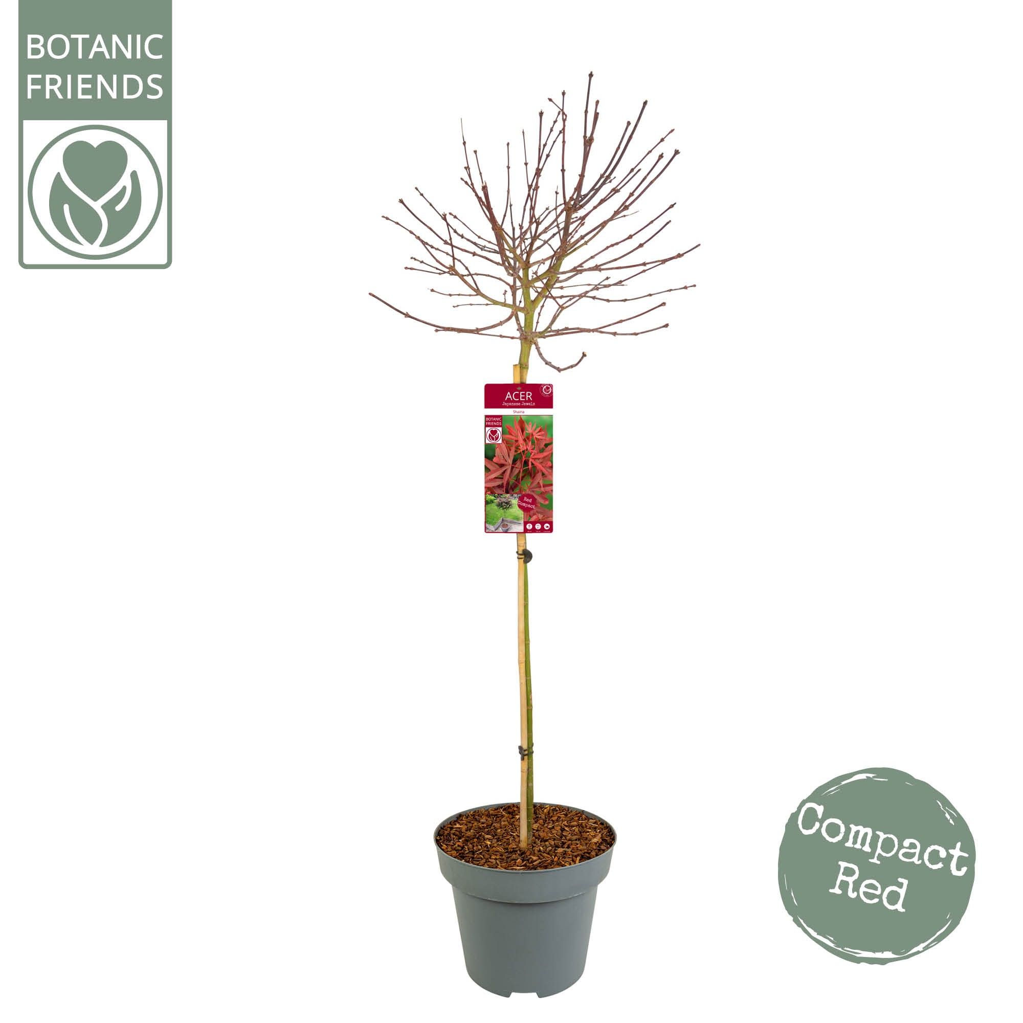 Acer palm. 'Shaina' C14 halfstam, D 30