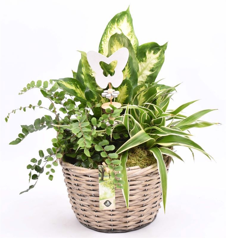 Wilg mand grijs met oor 23cm, D 23