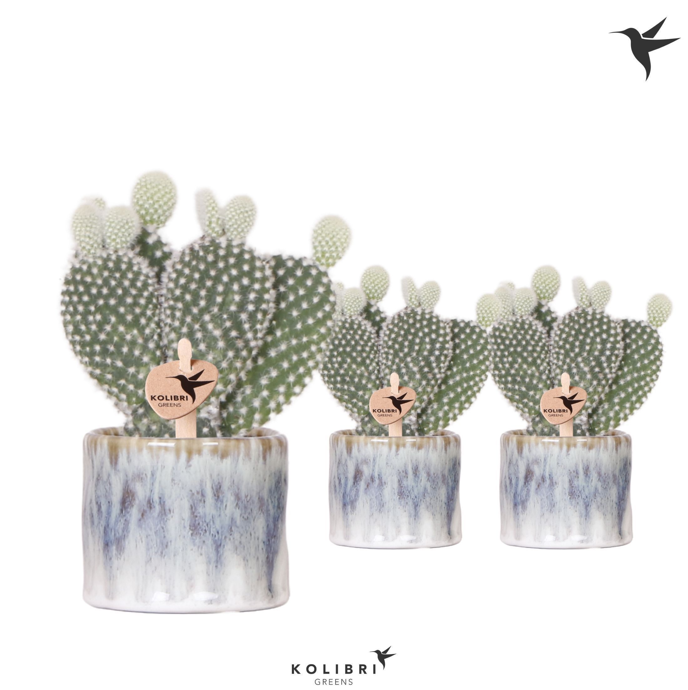 Kolibri Greens Opuntia white in Sky pot, D 6 cm