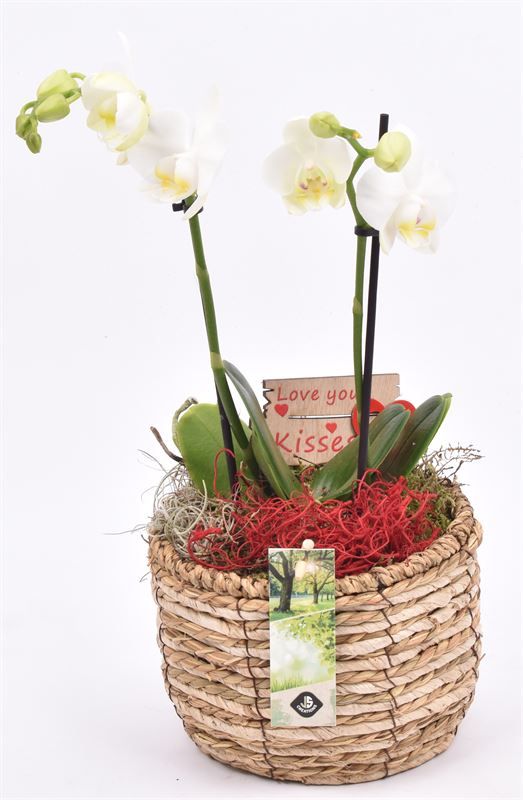 Mais mand 16cm, D 18