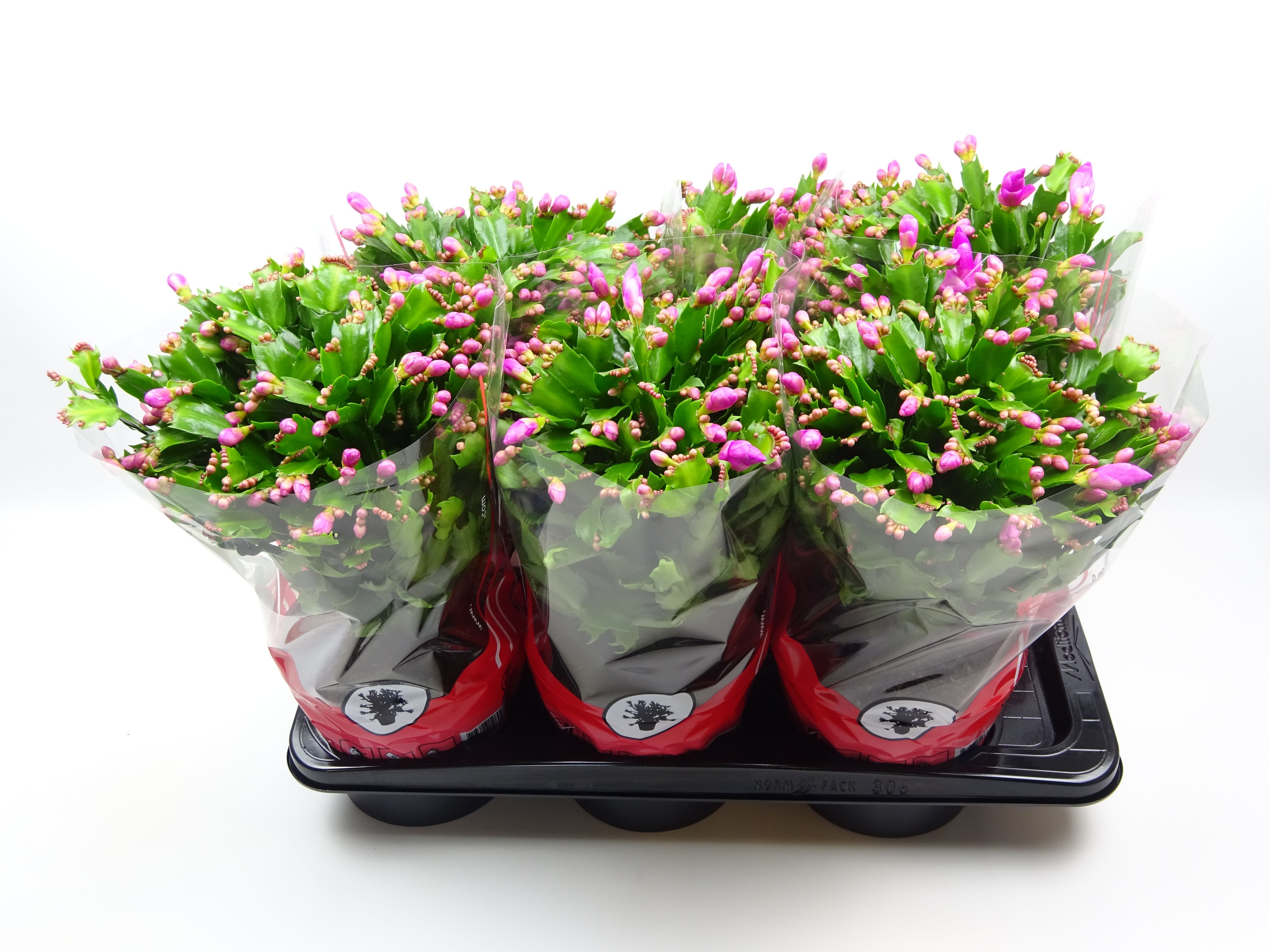 Schlumbergera 17 cm paars, D 17