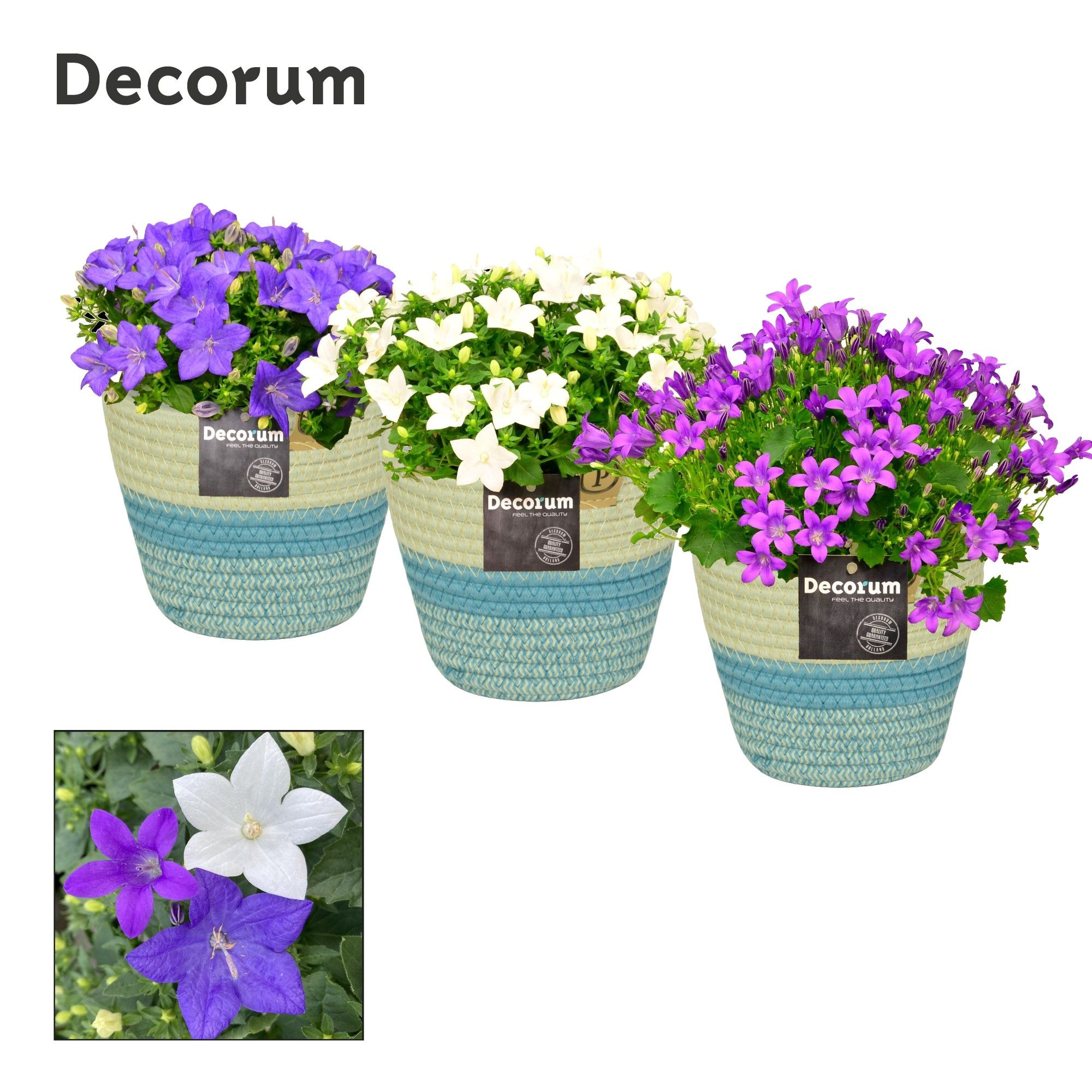 Campanula Mix Decorum Valerie, D 14
