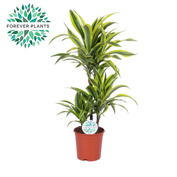 Dracaena Lemon Lime p21, 45+15+10, D 21