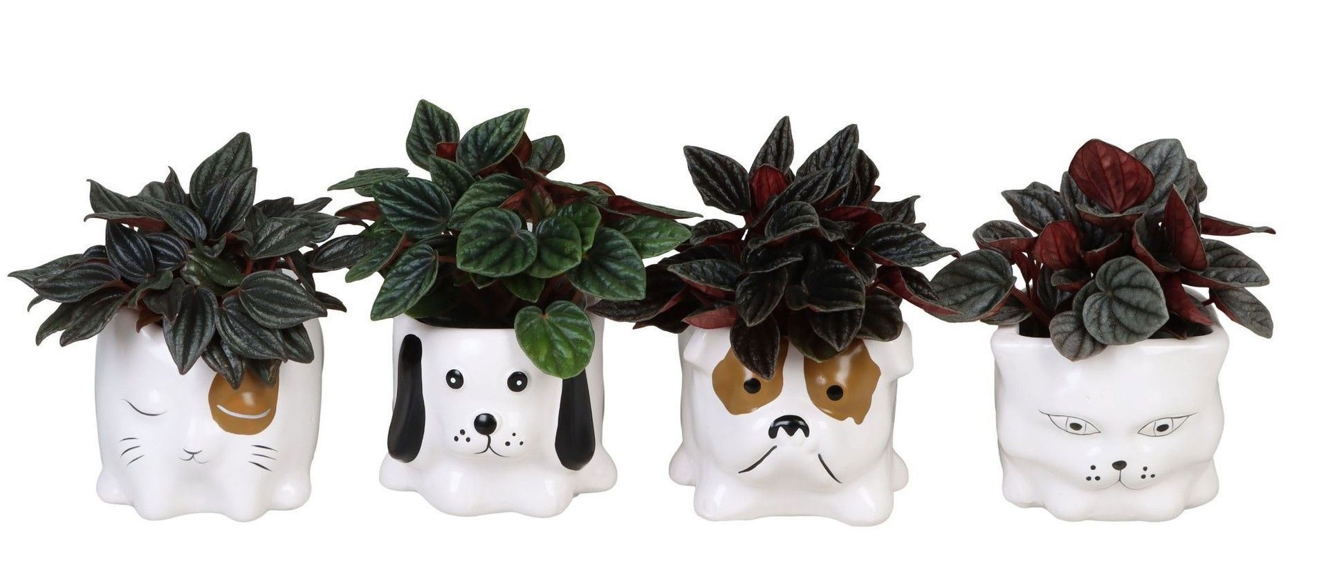 L 66653 with Peperomia Caperata Mix 6 cm, D 6