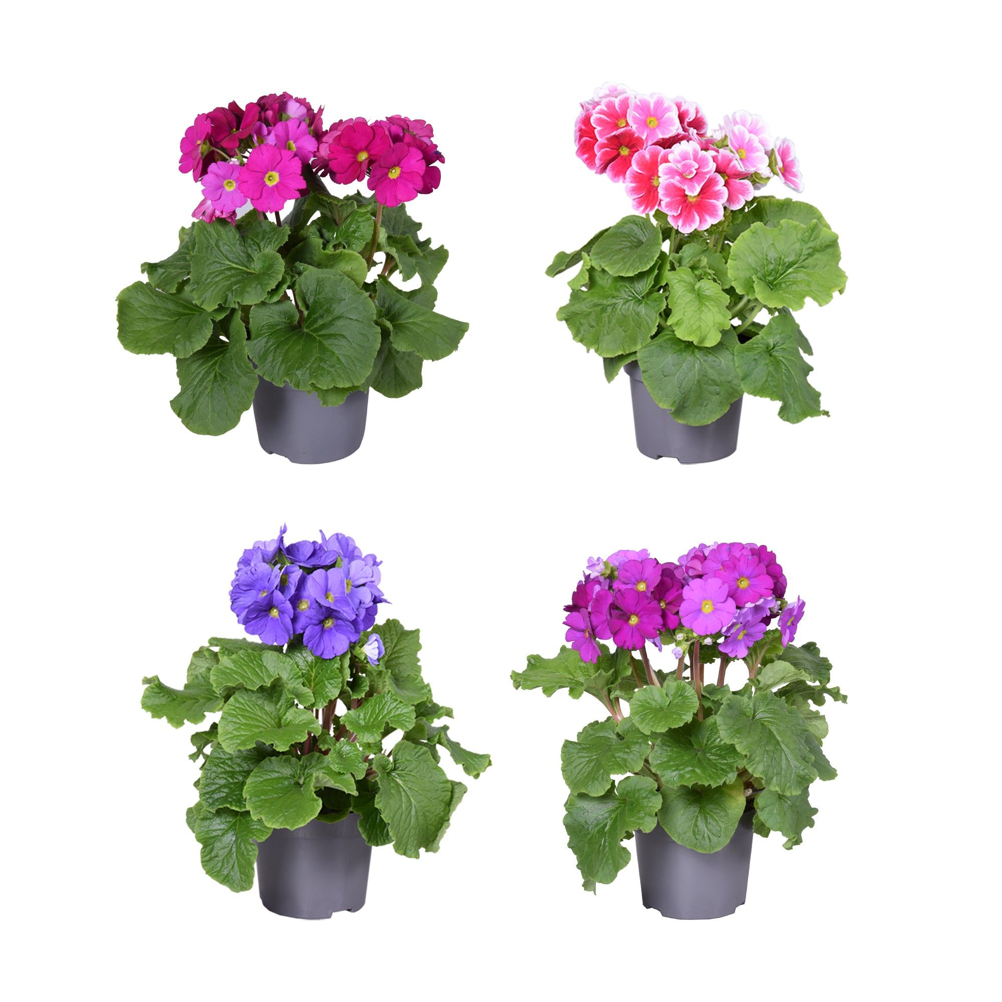 Pr. Sweet Kisses MixLAAG donker kleuren Pap Hoes, D 12