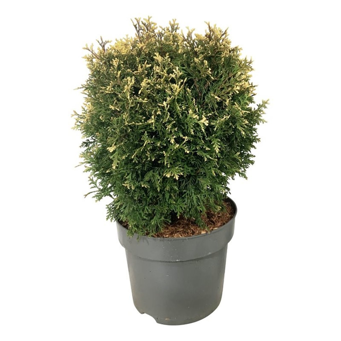 Thuja occ. 'Piccadilly', D 26