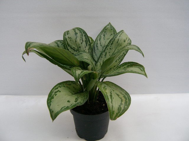 AGLAONEMA COMMUTATUM 'MARIA CHRISTINA', D 13 cm