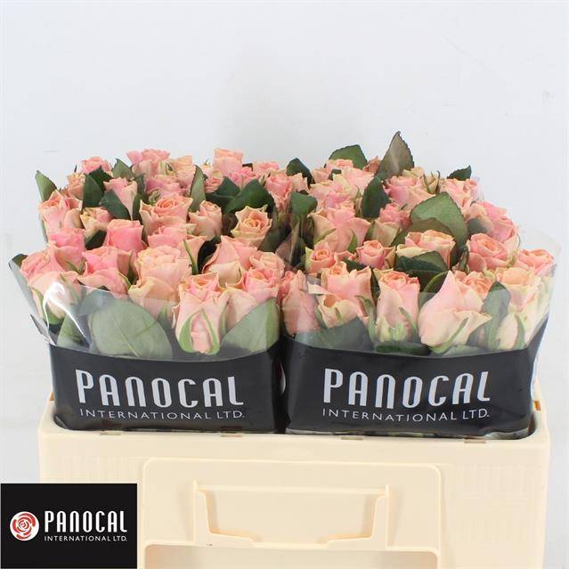 Роза од. Свит Такази+ 50, шт.