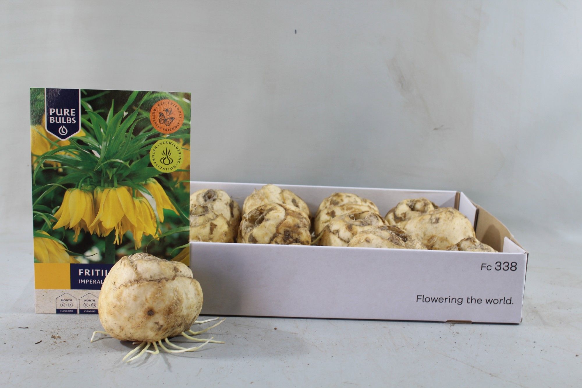 Fritillaria Imperalis Lutea droge bol, D 28 cm