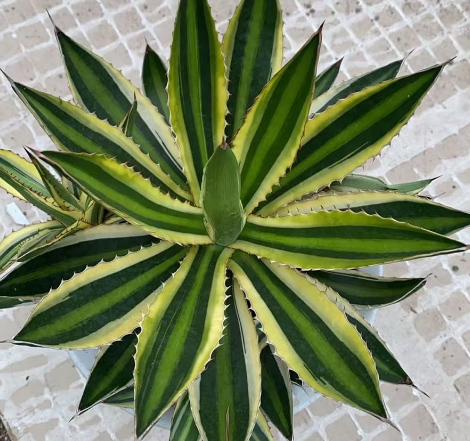 Агава квадриколор 18 30