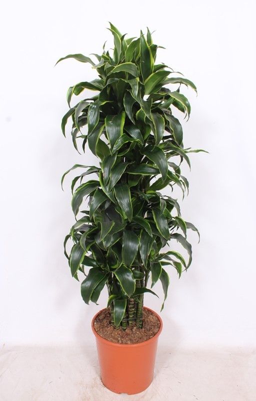 Dracaena Dorado, D 30