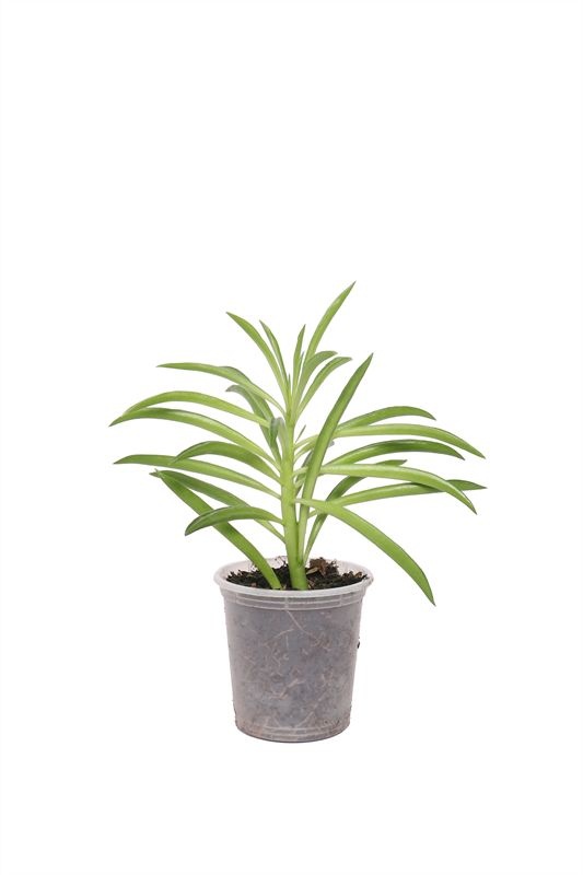 Peperomia p06 Green Bean, D 6