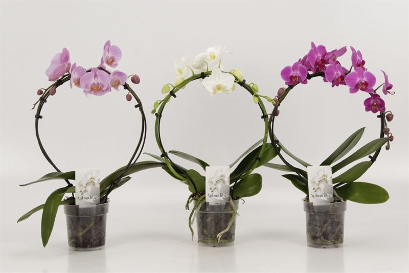 Phalaenopsis overig Rondella gemengd, D 12