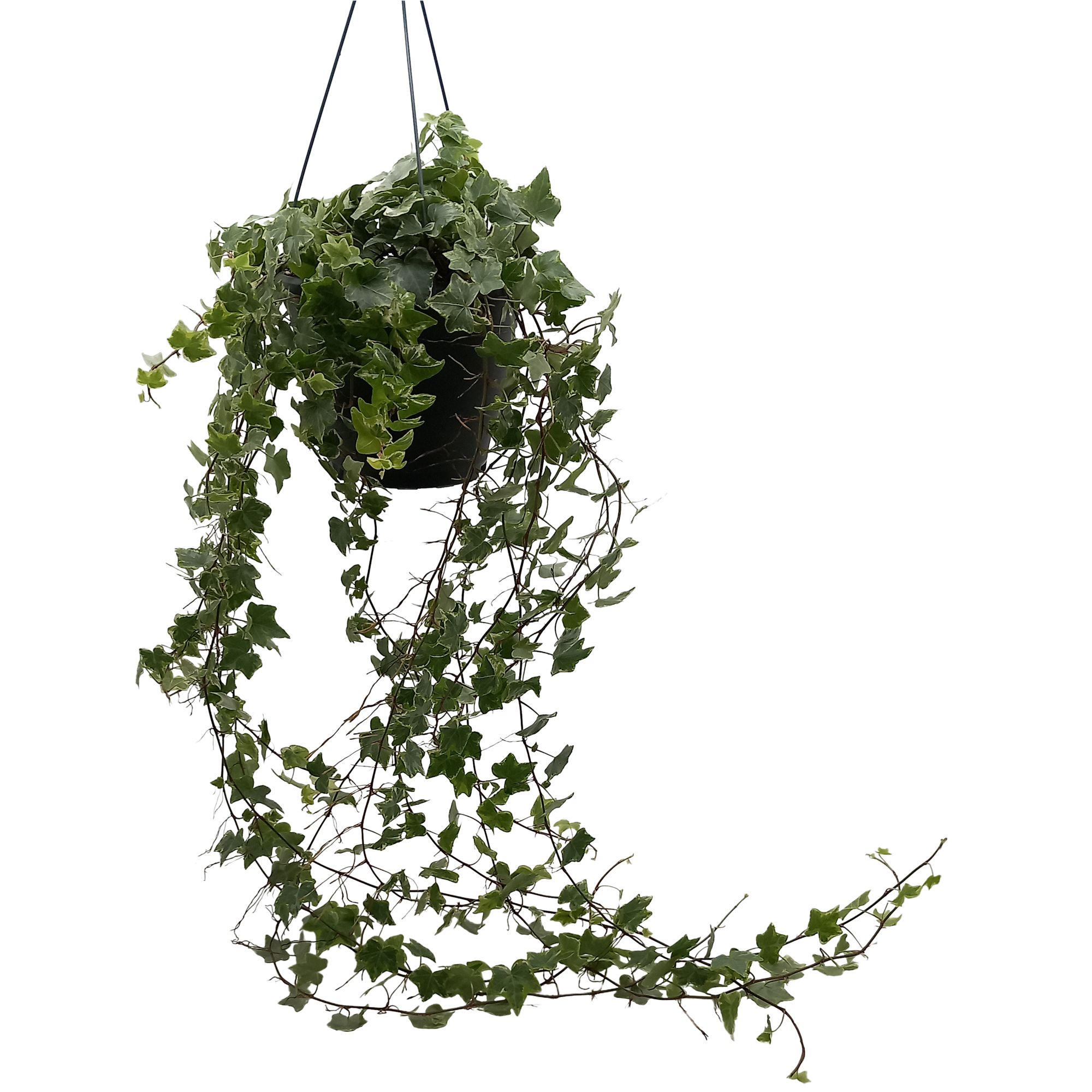 Hedera helix 'Mint Kolibri', D 19