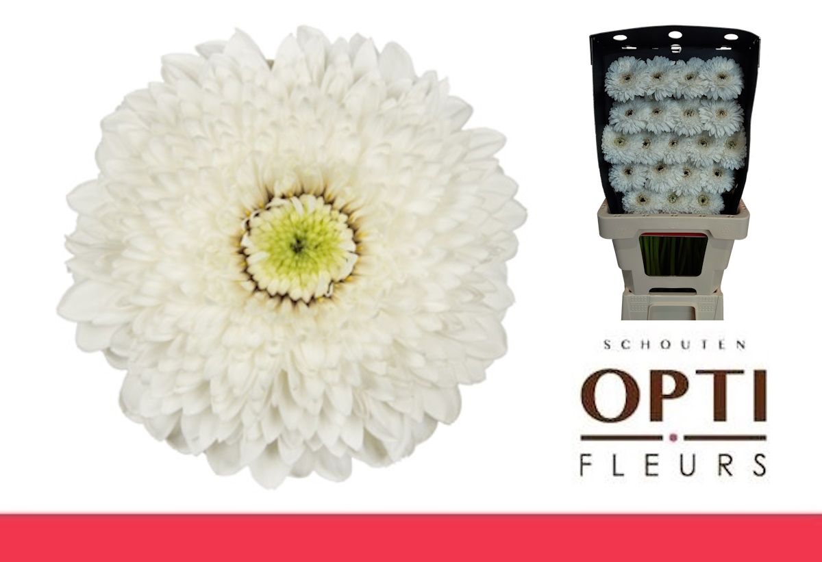 Гермини Помпон Амандо (бел.), шт.