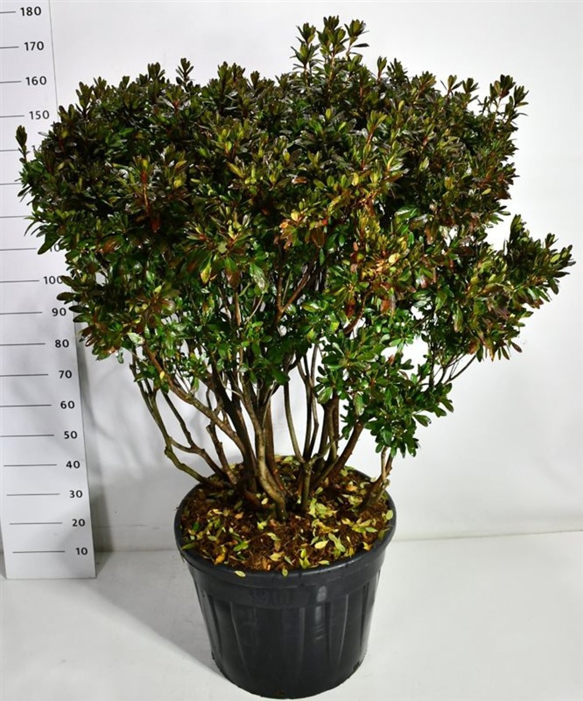 Rhododendron (AJ) " Girards rose", D 65