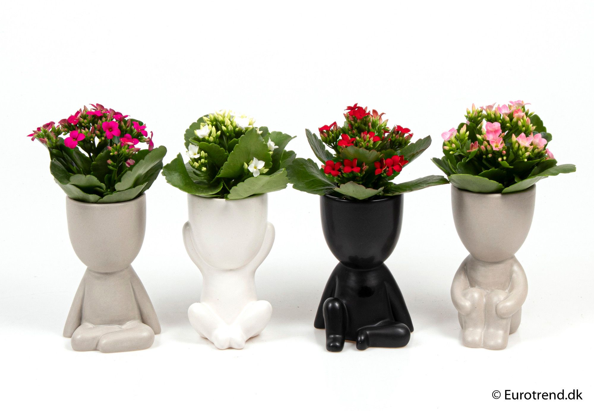 Kalanchoe in ceramic - New Look 2025, D 6