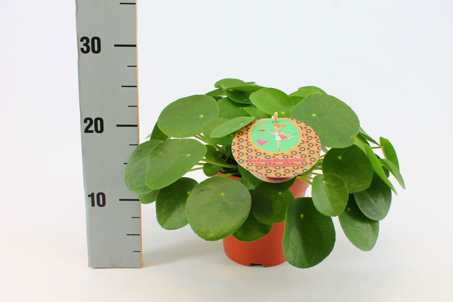 Pilea Peperomioides 15cm Nederlands etiket, D 15