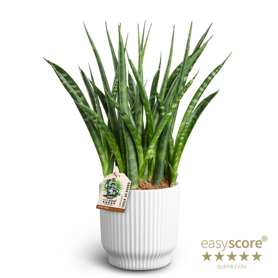 Nordic White, Sansevieria 'Fernwood', D 10