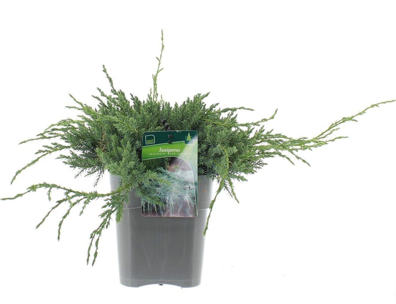 Juniperus squamata 'Blue Carpet', D 19