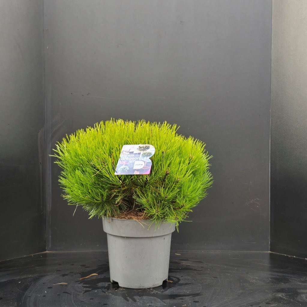 Pinus nigra Marie Bregeon, D 30