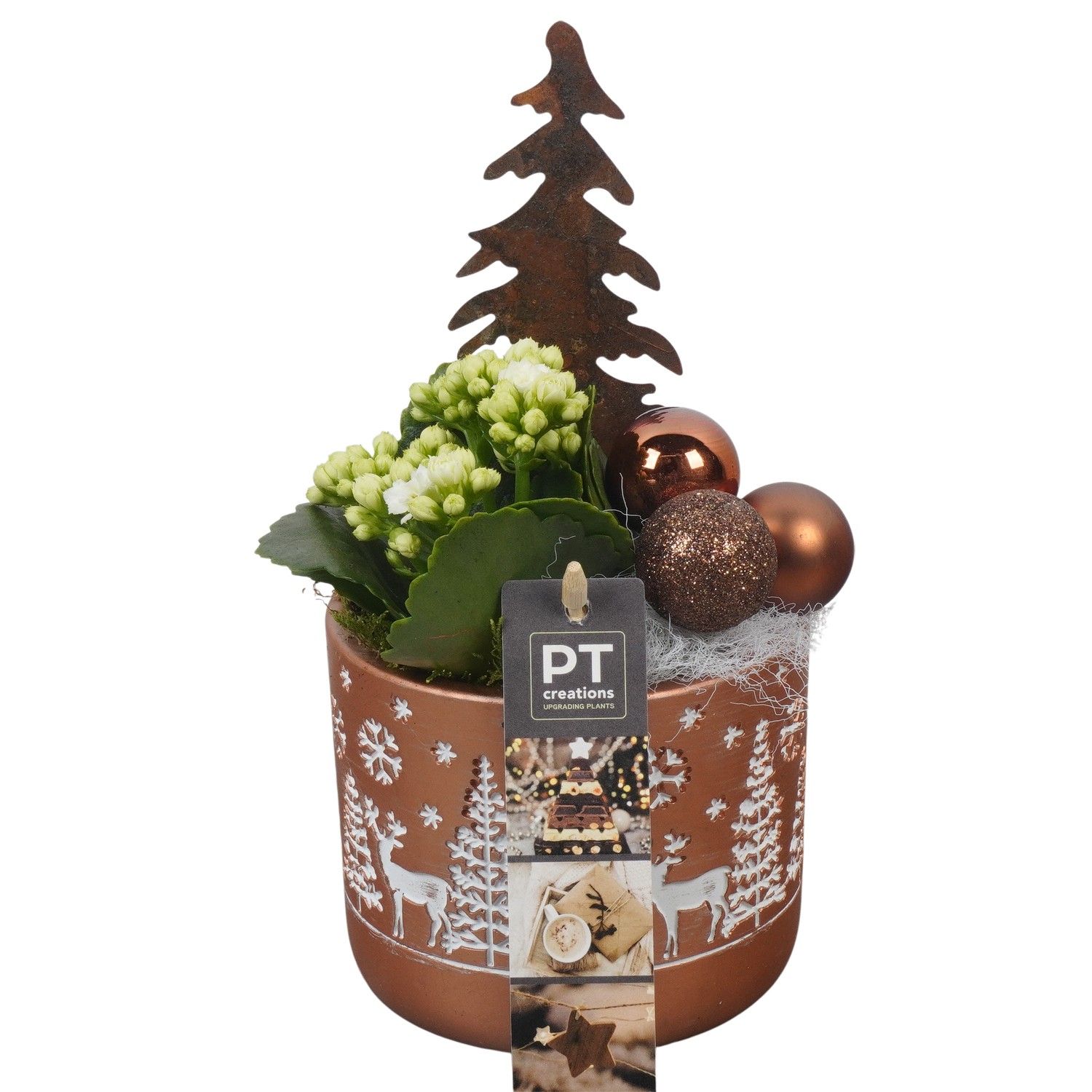 PTCHB9761 Arrangement Christmas Bronze in beton pot, D 11 cm