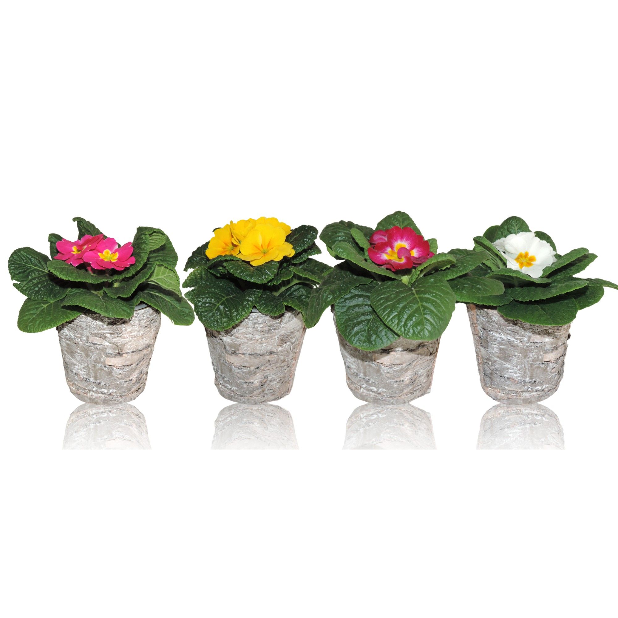 Primula Acaulis in Pot Betula 10.5 cm, D 10,5