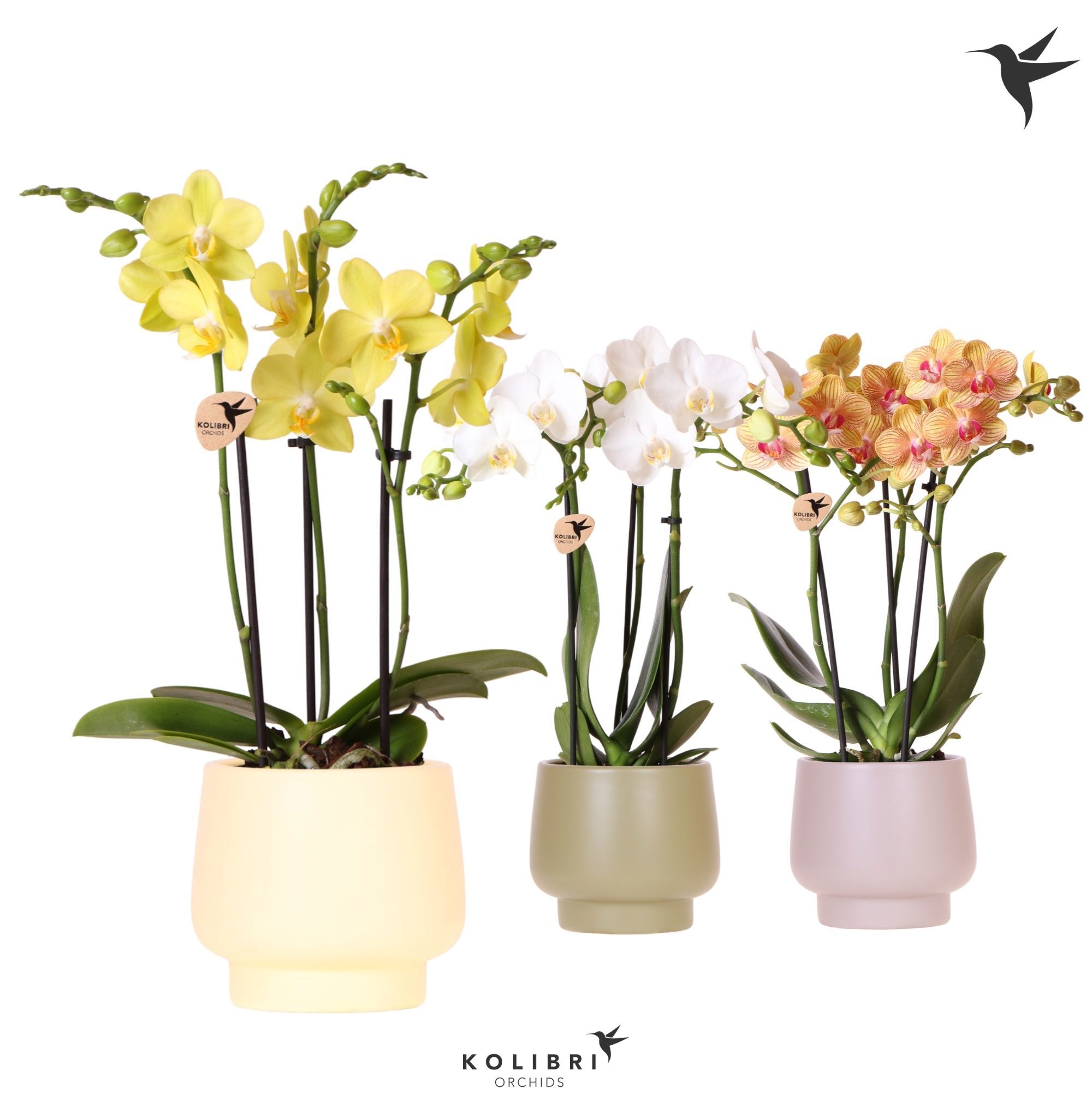Kolibri Orchids Phalaenopsis mix 3 spike in Scandic pot mix, D 9