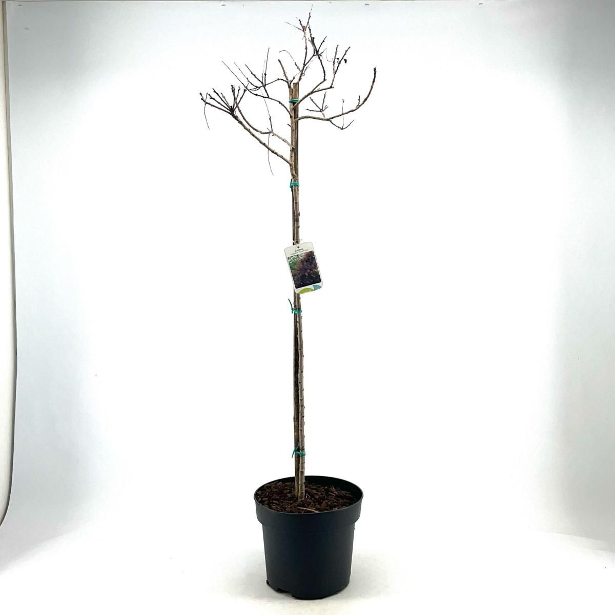 Cotinus cog. 'Royal Purple', bol, D 29